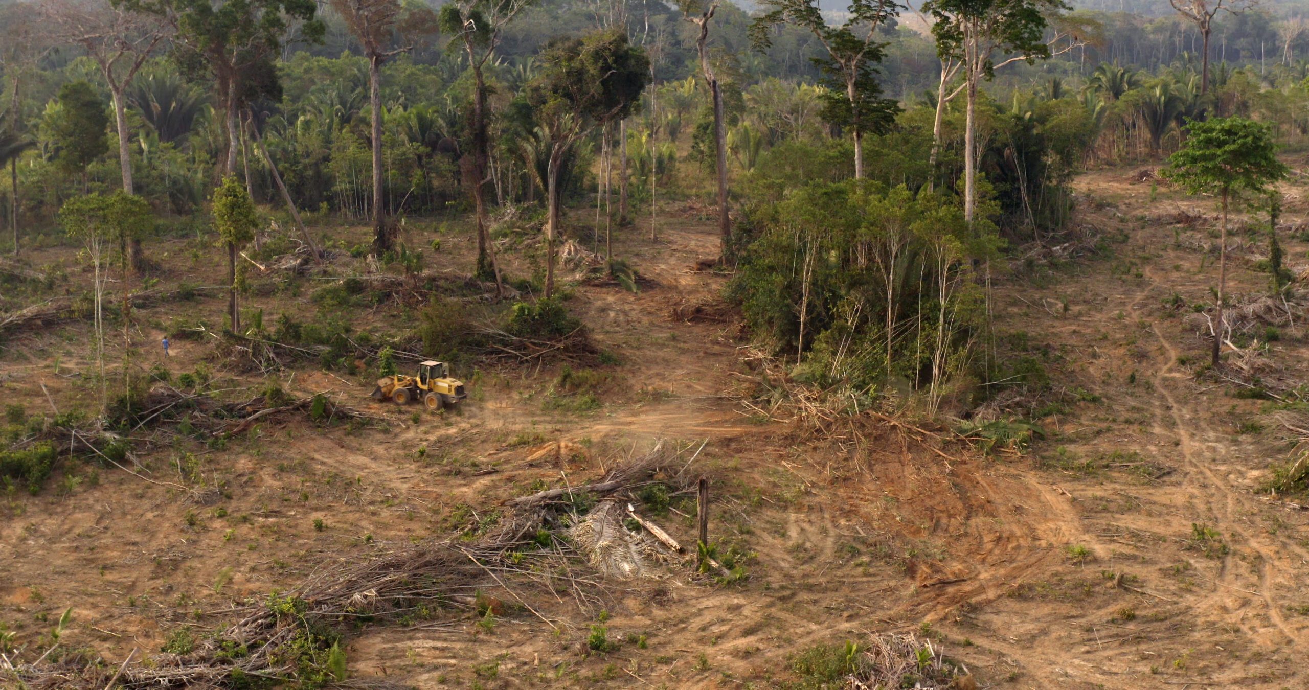 A photo of a clearcut section of the Amazon